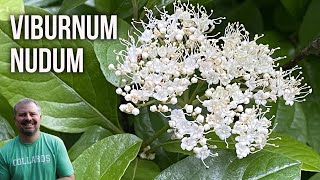 Possumhaw Viburnum  Viburnum nudum [upl. by Enomyar]