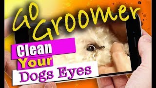 How to Clean your Dogs Eyes [upl. by Sidwell]