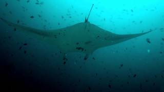 Maldivian Manta Moments [upl. by Leeban]