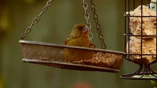 Greenfinch gets in with the food [upl. by Maitland787]