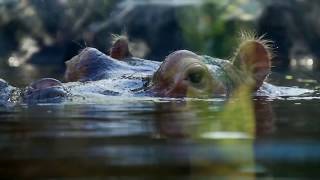 10 ANIMAIS com o ACASALAMENTO mais LOUCO [upl. by Centonze877]