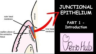 JUNCTIONAL EPITHELIUM  THE INTRODUCTION [upl. by Akciret]