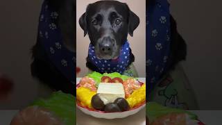 Labrador dog second fine dining Experience Hilarious reaction🐶🍽️viralvideo [upl. by Yaner]