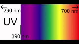 The Decolorization of Crystal Violet [upl. by Anide270]