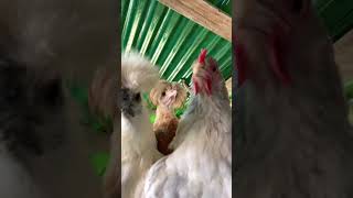 Chickens TikTok dance🐔Funny animal dance video😂 funnyanimals animallover animaldance [upl. by Essyla]