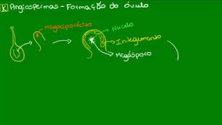 Formação do óvulo das Angiospermas  Botânica  Biologia [upl. by Sivraj]