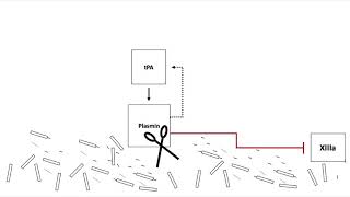 Fibrinolysis [upl. by Bernhard]