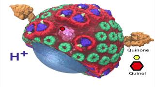 Developing a Complete In Silico Model of a Minimal Cell [upl. by Searby]