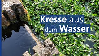 Brunnenkresse – ein Blattgemüse nicht zu verwechseln mit Gartenkresse  Genuss mit Zukunft [upl. by Raji]