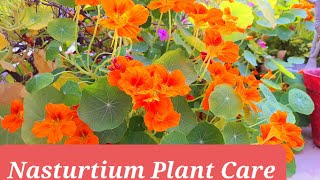 How to Grow and Care Nasturtium Plant  Care of Nasturtiums  flowers [upl. by Anitnerolf]