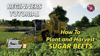 TUTORIAL  How to Plant and Harvest SUGAR BEETS  Farming Simulator 19  FS19 SUGAR BEET Tutorial [upl. by Warram]