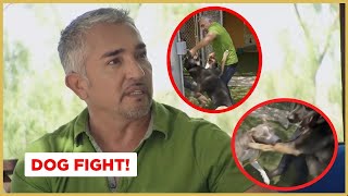 Breaking up a dog fight  Cesar 911 [upl. by Acirrej]