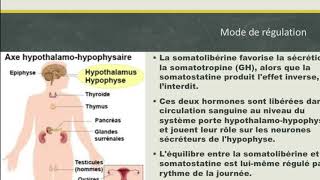 L’hormone de croissance [upl. by Flannery]