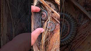 Hunting And Finding Millipedes Hiding In A Rotting Banana Tree shorts shortvideo viralvideo [upl. by Netsew]