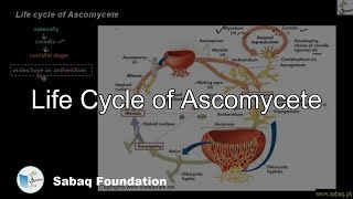 Life cycle of Ascomycete Biology Lecture  Sabaqpk [upl. by Anelahs]