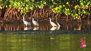 Caroni Swamp and Bird Sanctuary Trinidad and Tobago [upl. by Oeflein]