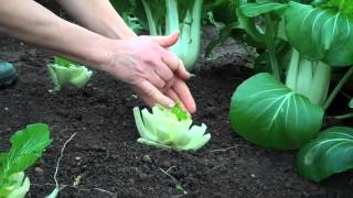 Cutandcomeagain harvesting pak choi [upl. by Arakaj]