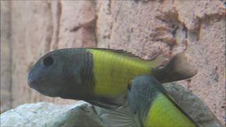 tropheus ikola breeding and raising [upl. by Ecitnerp157]