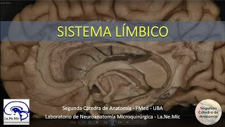 N7  Lóbulo límbico  Anatomía 2  FMed UBA [upl. by Studner]