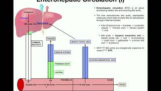 Anatomy  Enterohepatic Circulation EXPLAINED [upl. by Tyrone]