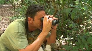 Duskybacked Jacamar Darien Panama [upl. by Louls]