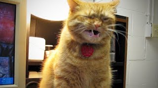 Funny Sneezing Cats 😹 Cats Cant Stop Sneezing Full Funny Pets [upl. by Notsa464]