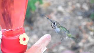 How to tame wild hummingbirds [upl. by Aisauqal]