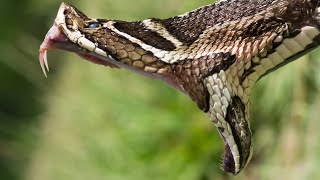 ¿Conocías a la Yarará Grande  Víbora de la Cruz Bothrops alternatus 🐍Serpientes de Argentina [upl. by Avid88]