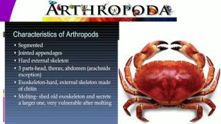 Form3 Biology Lesson8 CLASSIFICATION2 Kingdom Animalia Arthropoda [upl. by Arihaj]