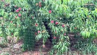 Picking Peaches in Larriland Farm [upl. by Annaoi]