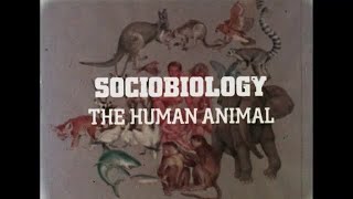 Sociobiology The Human Animal  Part I  1977 [upl. by Galligan]