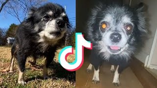 THE BEST OF OWA OWA TIKTOK COMPILATION PUDGYWOKE DOG [upl. by Yeniffit]