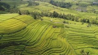 Jatiluwih Bali  UNESCO World Heritage  drone [upl. by Latsirk]