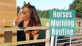 Horses Morning Routine [upl. by Gupta]