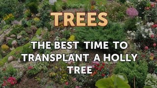 The Best Time to Transplant a Holly Tree [upl. by Eerat]