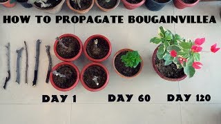 How to Propagate Bougainvillea from Cuttings [upl. by Hubie]