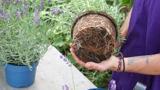 How to Plant Lavender Top Tips  Lavender World [upl. by Eelsel]