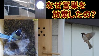 シジュウカラの巣箱 巣作り９日目になぜ営巣を放棄したの？ 映像を合成してみたら判りました。 [upl. by Rolyt528]