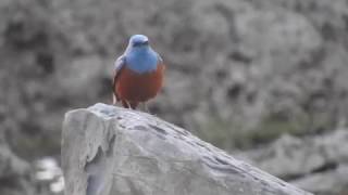 イソヒヨドリの鳴き声 blue rockthrush Monticola solitarius 屋久島 yakushima [upl. by Suzanne]