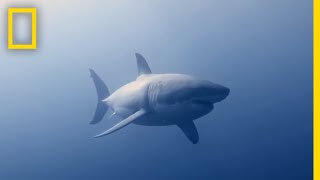 How to Identify a Bull Shark  Raging Bull Shark [upl. by Sturrock285]