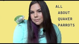 QUAKER PARROTS 101  all about quakers  flockparty [upl. by Leirua]