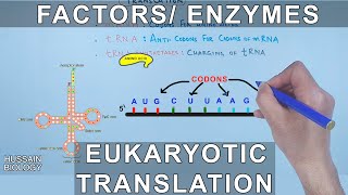 Enzymes and Factors in Eukaryotic Translation [upl. by Worthy]