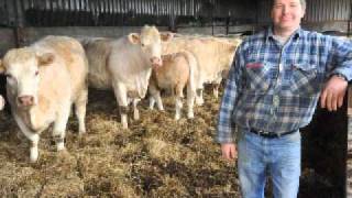 Fertility of Charolais Cattle improved with Tracesure CuI [upl. by Irak7]