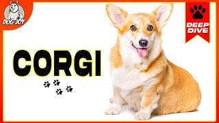 EVERYTHING You Need to Know About The CORGI [upl. by Leavy13]