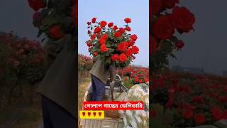 গোলাপ গাছের ডেলিভারি  Rose plant delivery facts flowers amazingfacts shorts shortsfeed [upl. by Pauli]