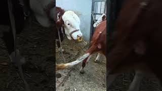 Record the daily life of cattle breeders Camel 72 [upl. by Ledif13]