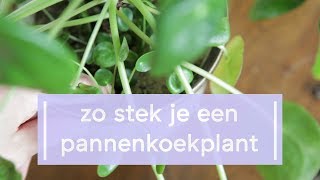 Pannenkoekplant Stekken  Super Groene Vingers [upl. by Marcie11]