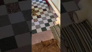 Prairie Dog Sounds  Warning Chirp [upl. by Born]