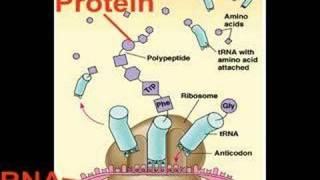 How Evolution Works Part 3 DNA [upl. by Kizzee488]