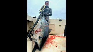 Spearfishing Northern California Bluefin Tuna [upl. by Sidran]